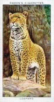 1937 Ogden's Zoo Studies #23 Leopard Front
