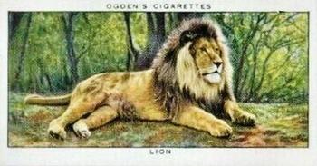 1937 Ogden's Zoo Studies #24 Lion Front