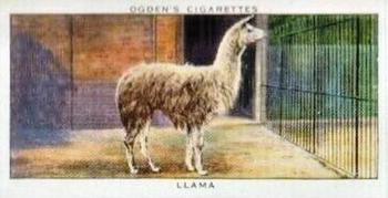 1937 Ogden's Zoo Studies #26 Llama Front