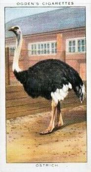 1937 Ogden's Zoo Studies #30 Ostrich Front