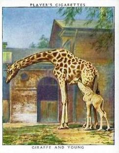1938 Player's Zoo Babies #8 Giraffe and Young Front