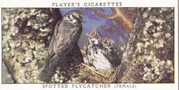 1955 Player's Birds and Their Young (Second Series) (Unreleased) #5 Spotted Flycatcher Front