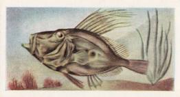 1954 The White Fish Authority The Fish We Eat #9 Dory Front