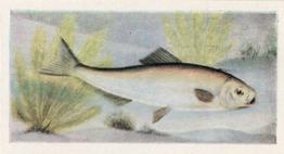 1954 The White Fish Authority The Fish We Eat #10 Sprat Front