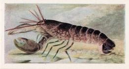 1954 The White Fish Authority The Fish We Eat #14 Lobster Front