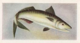 1954 The White Fish Authority The Fish We Eat #22 Mackerel Front