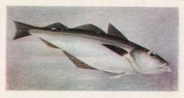 1954 The White Fish Authority The Fish We Eat #24 Saithe Front