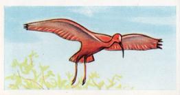 1954 Junior Service Tropical Birds #13 Scarlet Ibis Front