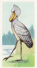 1954 Junior Service Tropical Birds #19 Shoebill Stork Front