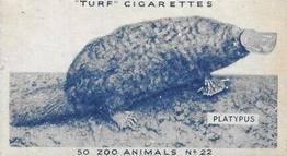1954 Turf Zoo Animals #22 Platypus Front