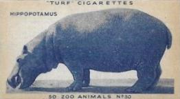 1954 Turf Zoo Animals #30 Hippopotamus Front