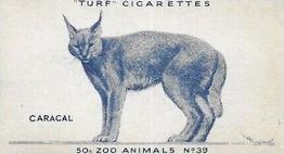 1954 Turf Zoo Animals #39 Caracal Front