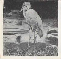 1955 Dryfood Zoo Animals #2 Heron Front