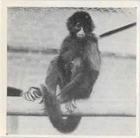1955 Dryfood Zoo Animals #3 Spider Monkey Front