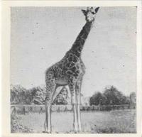 1955 Dryfood Zoo Animals #4 Giraffe Front