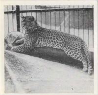 1955 Dryfood Zoo Animals #5 Leopard Front