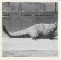 1955 Dryfood Zoo Animals #6 Mongoose Front