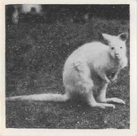 1955 Dryfood Zoo Animals #7 Wallaby Front