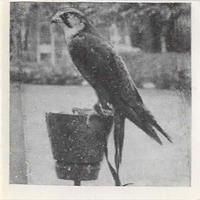 1955 Dryfood Zoo Animals #8 Peregrine Falcon Front