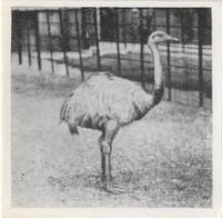 1955 Dryfood Zoo Animals #10 Rhea Front