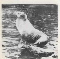 1955 Dryfood Zoo Animals #11 Sea Lion Front