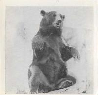 1955 Dryfood Zoo Animals #12 Brown Bear Front