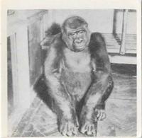 1955 Dryfood Zoo Animals #13 Gorilla Front