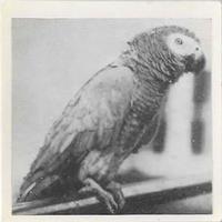 1955 Dryfood Zoo Animals #15 Grey Parrot Front