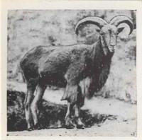 1955 Dryfood Zoo Animals #16 Wild Sheep Front