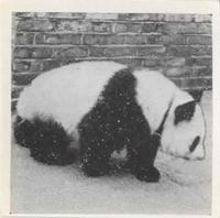 1955 Dryfood Zoo Animals #18 Giant Panda Front