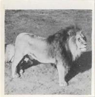 1955 Dryfood Zoo Animals #23 Lion Front
