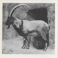 1955 Dryfood Zoo Animals #25 Grecian Ibex Front