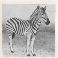 1955 Dryfood Zoo Animals #26 Zebra Front