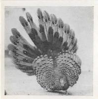 1955 Dryfood Zoo Animals #27 Peacock Pheasant Front