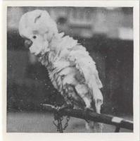 1955 Dryfood Zoo Animals #28 Cockatoo Front