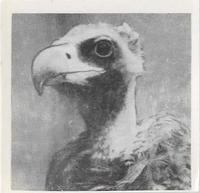 1955 Dryfood Zoo Animals #32 Black Vulture Front