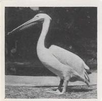 1955 Dryfood Zoo Animals #34 Pelican Front