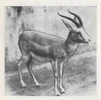 1955 Dryfood Zoo Animals #35 Persian Gazelle Front