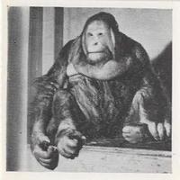 1955 Dryfood Zoo Animals #38 Orangutan Front