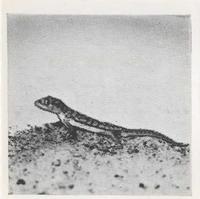 1955 Dryfood Zoo Animals #40 Gecko Front