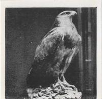 1955 Dryfood Zoo Animals #42 Chilean Eagle Front