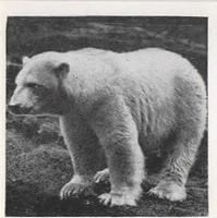 1955 Dryfood Zoo Animals #48 Polar Bear Front