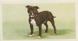 1957 Priory Tea I-Spy Dogs #2 Staffordshire Bull Terrier Front