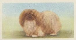 1957 Priory Tea I-Spy Dogs #5 Pekingese Front