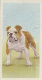1957 Priory Tea I-Spy Dogs #11 Bulldog Front