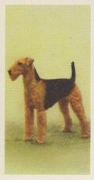 1957 Priory Tea I-Spy Dogs #12 Airedale Terrier Front
