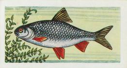 1958 Mills Freshwater Fish #1 Roach Front