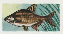 1958 Mills Freshwater Fish #2 Bream Front