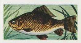 1958 Mills Freshwater Fish #4 Crucian Carp Front