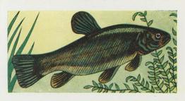 1958 Mills Freshwater Fish #5 Tench Front